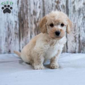 Hope, Mini Labradoodle Puppy